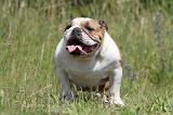 BULLDOG ANGLAIS 020